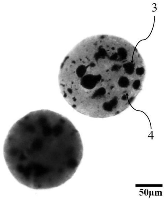 An injection-type magnesium-based carbon nanotube composite microsphere activated calcium phosphate bio-bone adhesive and its preparation method and application