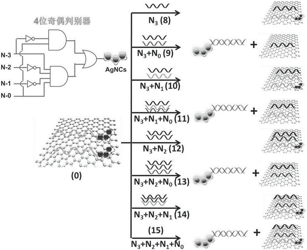 Preparation and application of label-free odd-even discriminator based on silver nanoclusters and graphene oxide