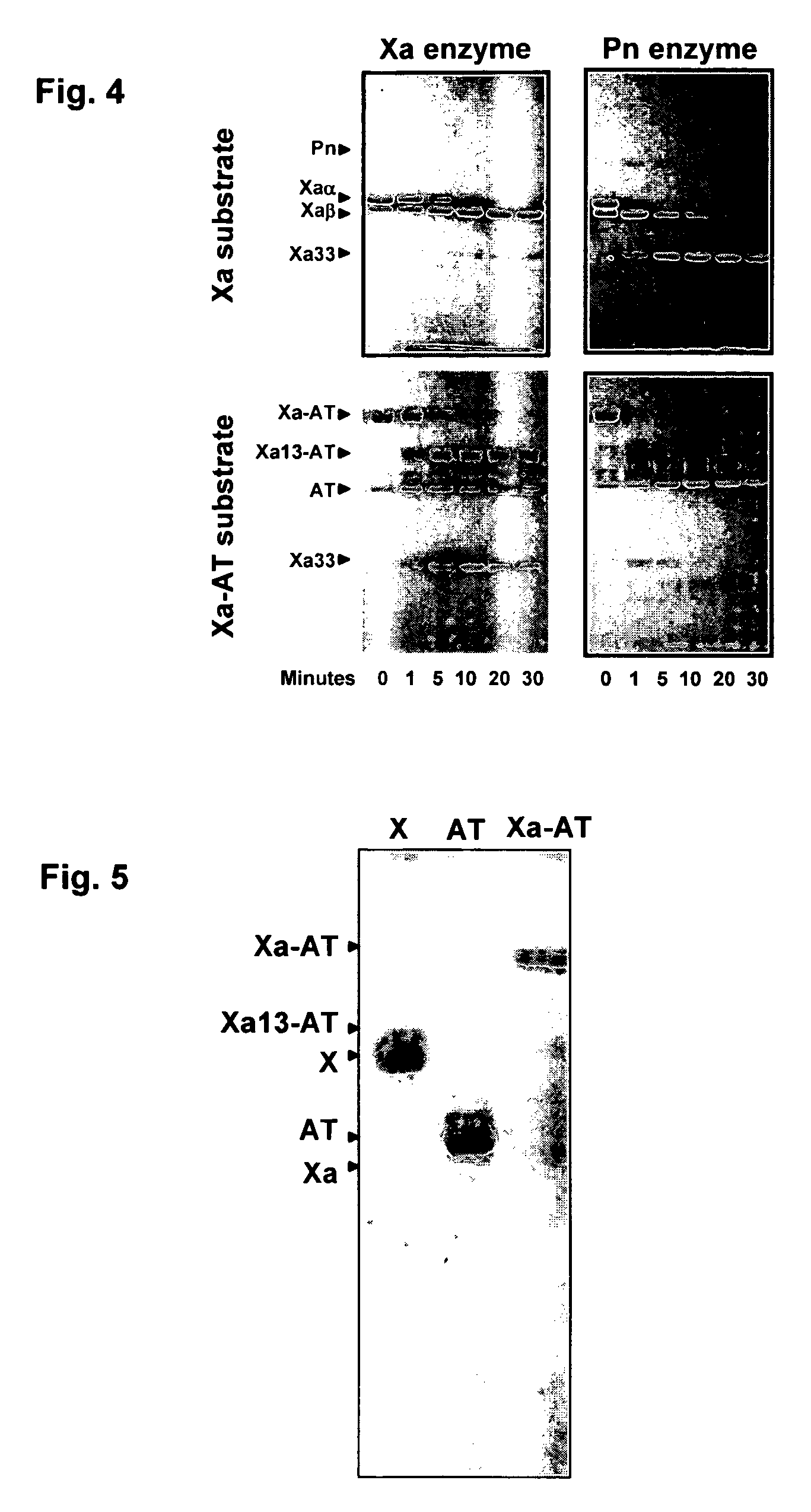 Coagulation proteins, coagulation-anticoagulation protein complexes, derivatives thereof and their uses