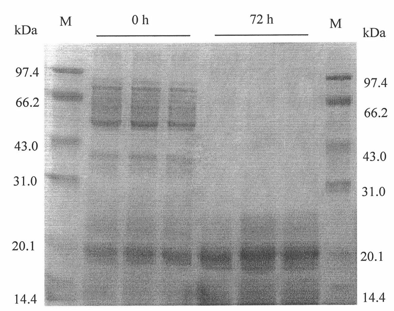 Preparation method of fermented vegetable protein