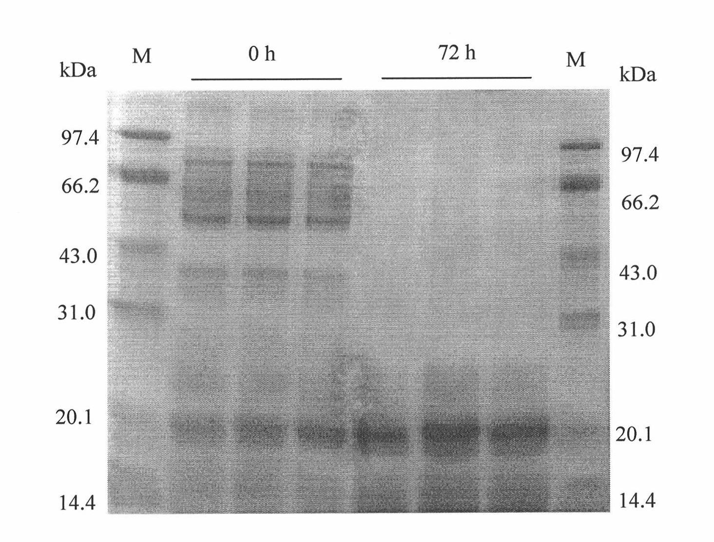 Preparation method of fermented vegetable protein