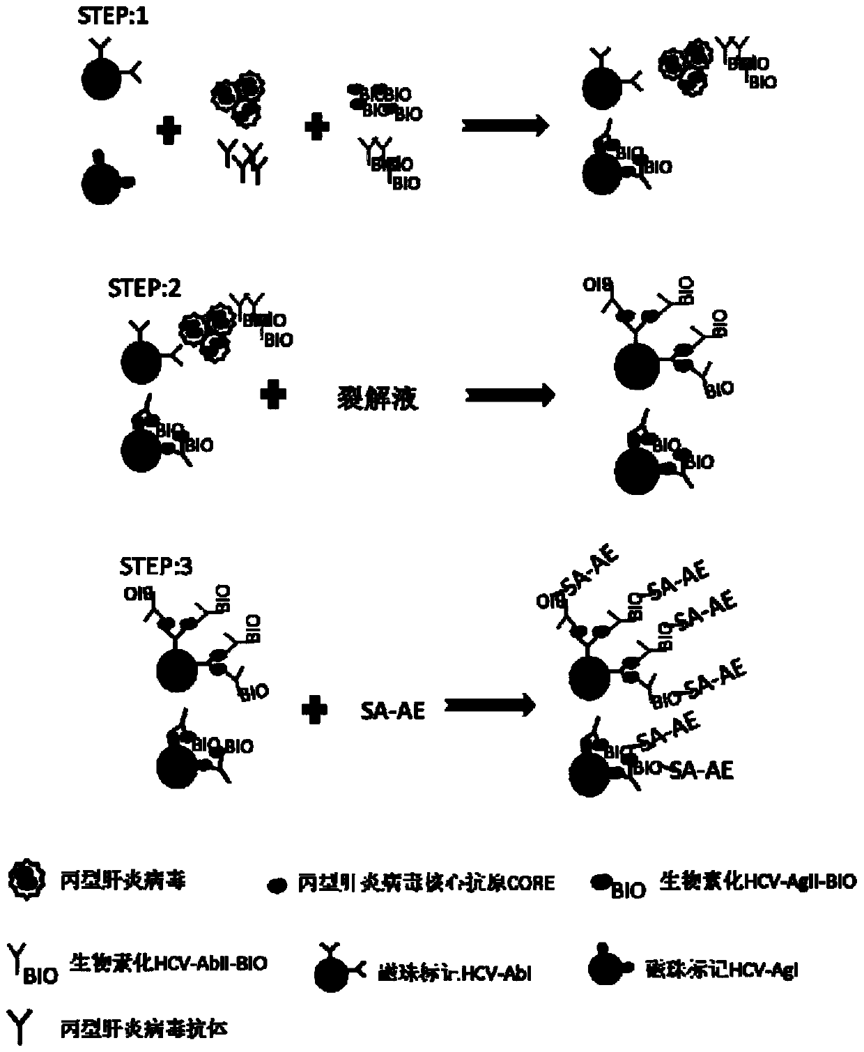 Hepatitis c virus detection kit