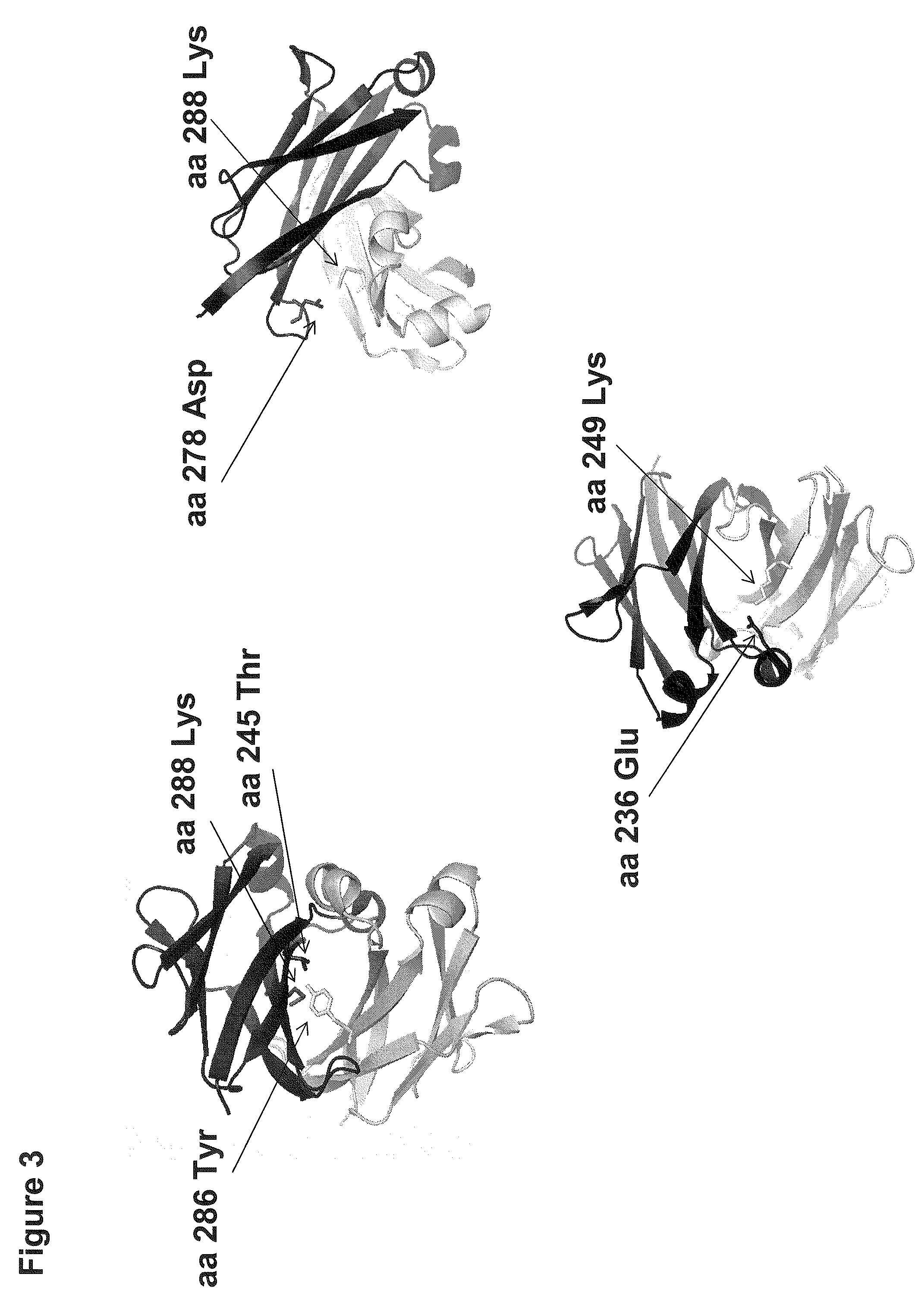 Method for Making Heteromultimeric Molecules