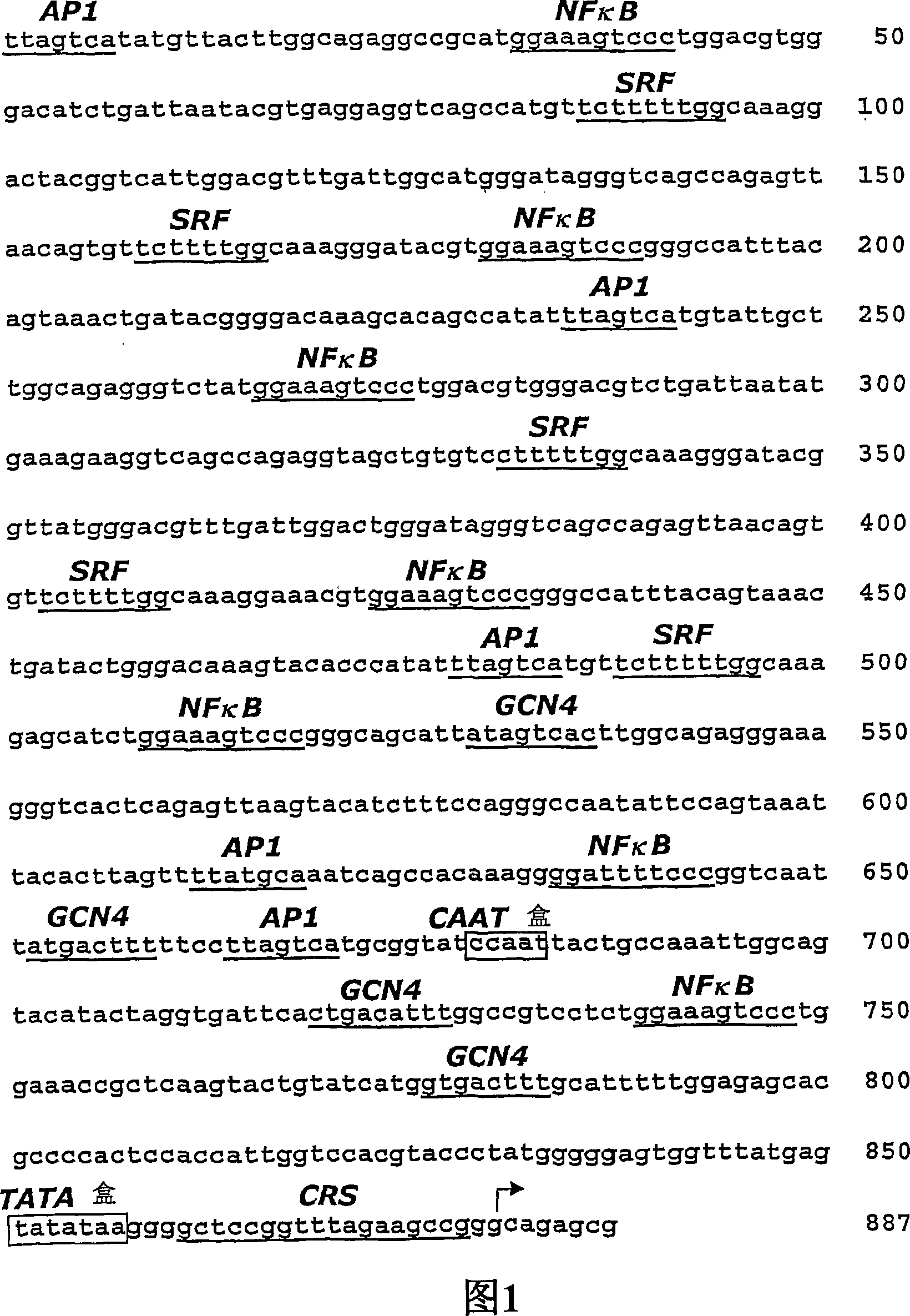 Vectors comprising novel regulatory elements