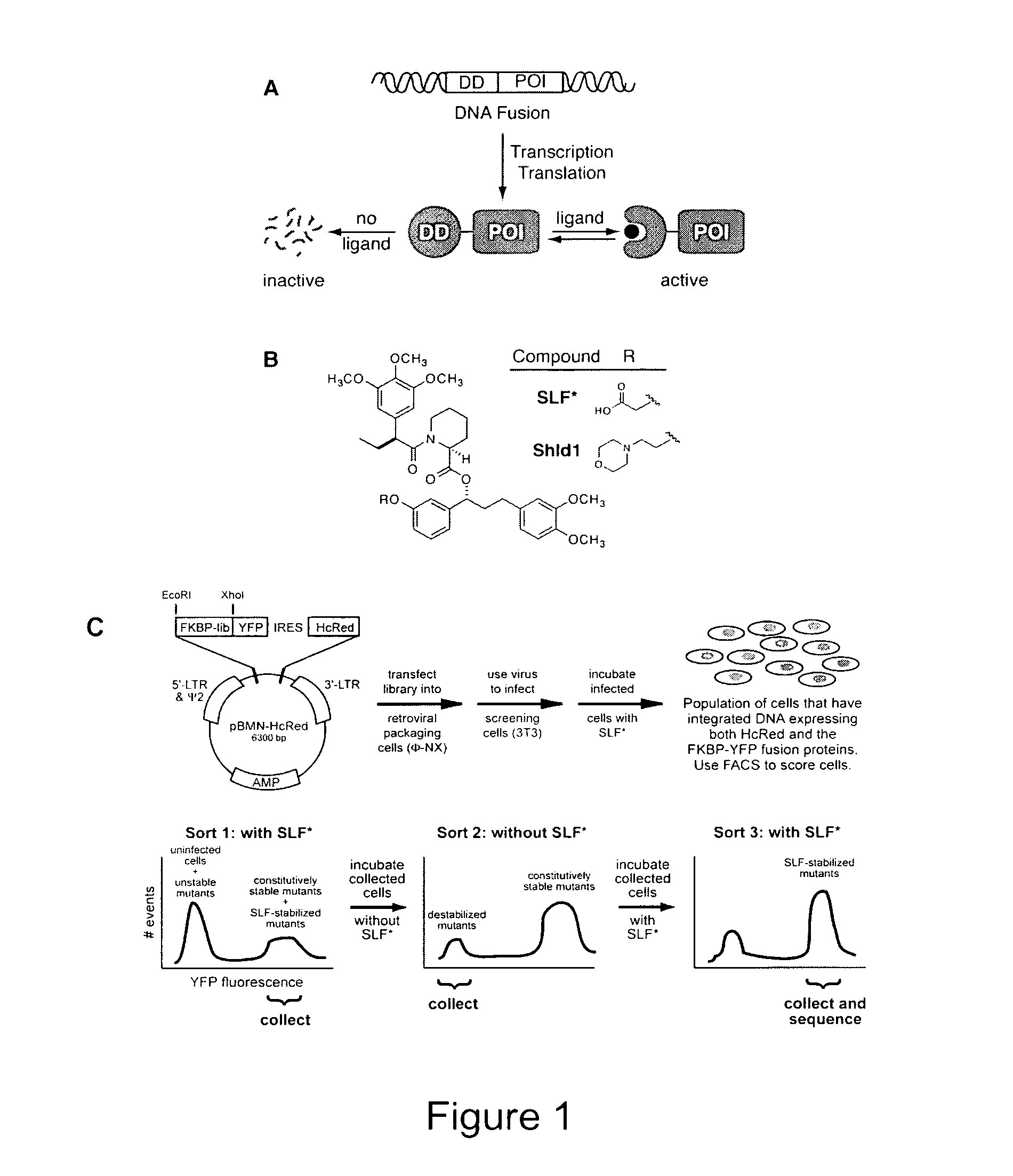 Method for regulating protein function in cells using synthetic small molecules