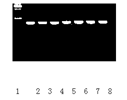 Method for identifying tomato yellow leaf curl virus resistance