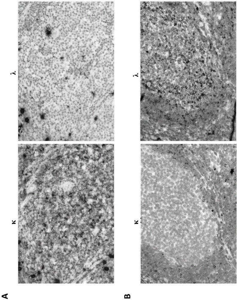 Detection of immunoglobulin light chain restrication by rna in situ hybridization