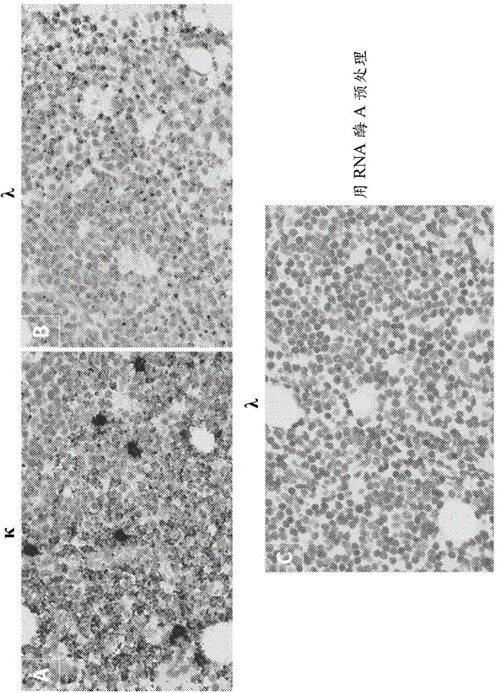 Detection of immunoglobulin light chain restrication by rna in situ hybridization