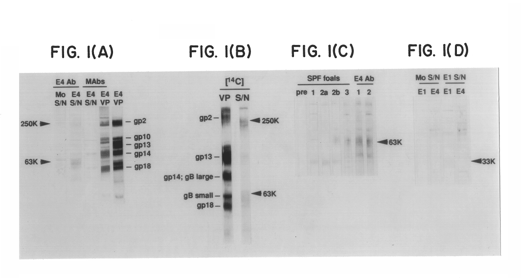 Equine herpesvirus glycoproteins