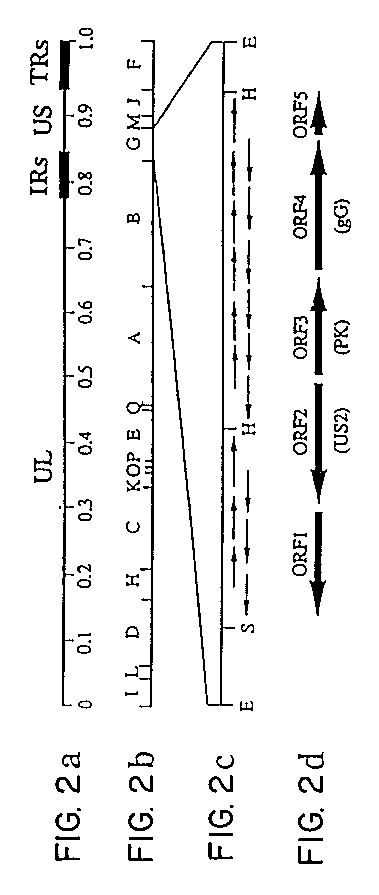 Equine herpesvirus glycoproteins