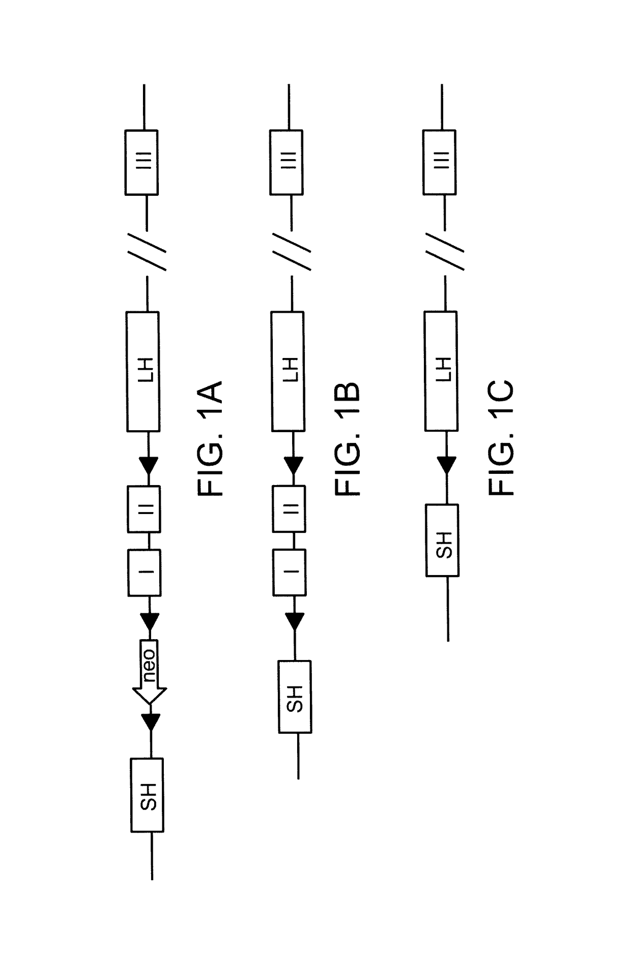 Methods of killing cells and use of same in prevention and treatment of cancer