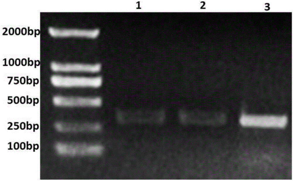 Breeding for brown planthopper population based on male sterilty after RNAi and control effect evaluation method