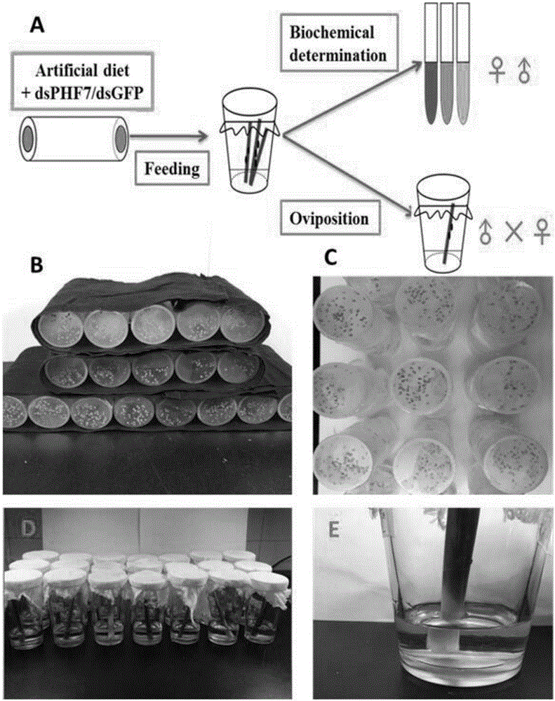 Breeding for brown planthopper population based on male sterilty after RNAi and control effect evaluation method