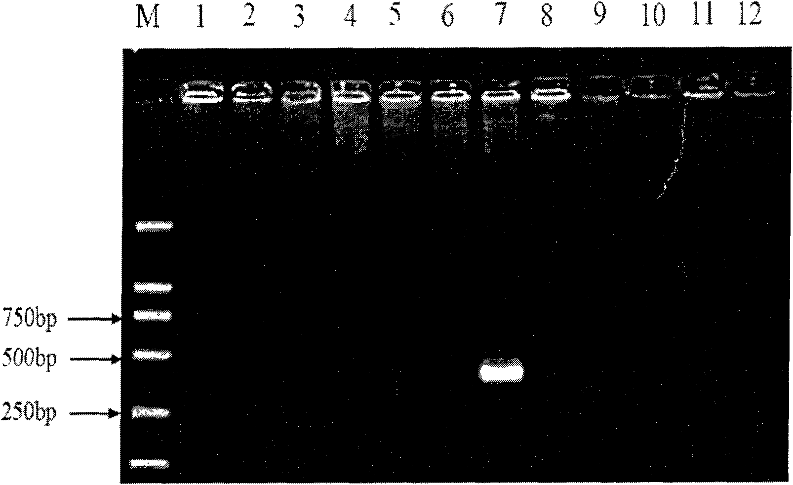 Reagent kit for fast detection of vibrio proteolyticus and its detection process