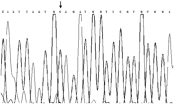 A detection of SNP markers associated with the growth traits of Abalone and its application