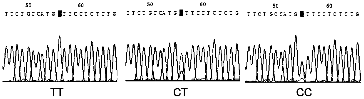 High resolution melting (HRM) typing primer for detecting rs 909253 locus and application of HRM typing primer