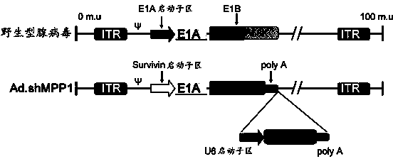 Small hairpin RNA (Ribonucleic Acid) recombination oncolytic adenovirus carrying target mitotic phase phosphoprotein 1 gene