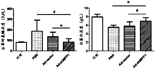 Small hairpin RNA (Ribonucleic Acid) recombination oncolytic adenovirus carrying target mitotic phase phosphoprotein 1 gene