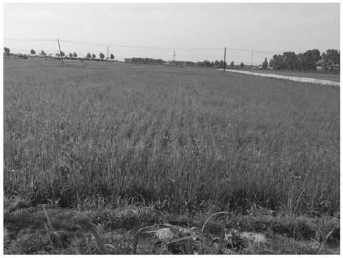 Ecological degradation mulching film for rice in Heilongjiang regions