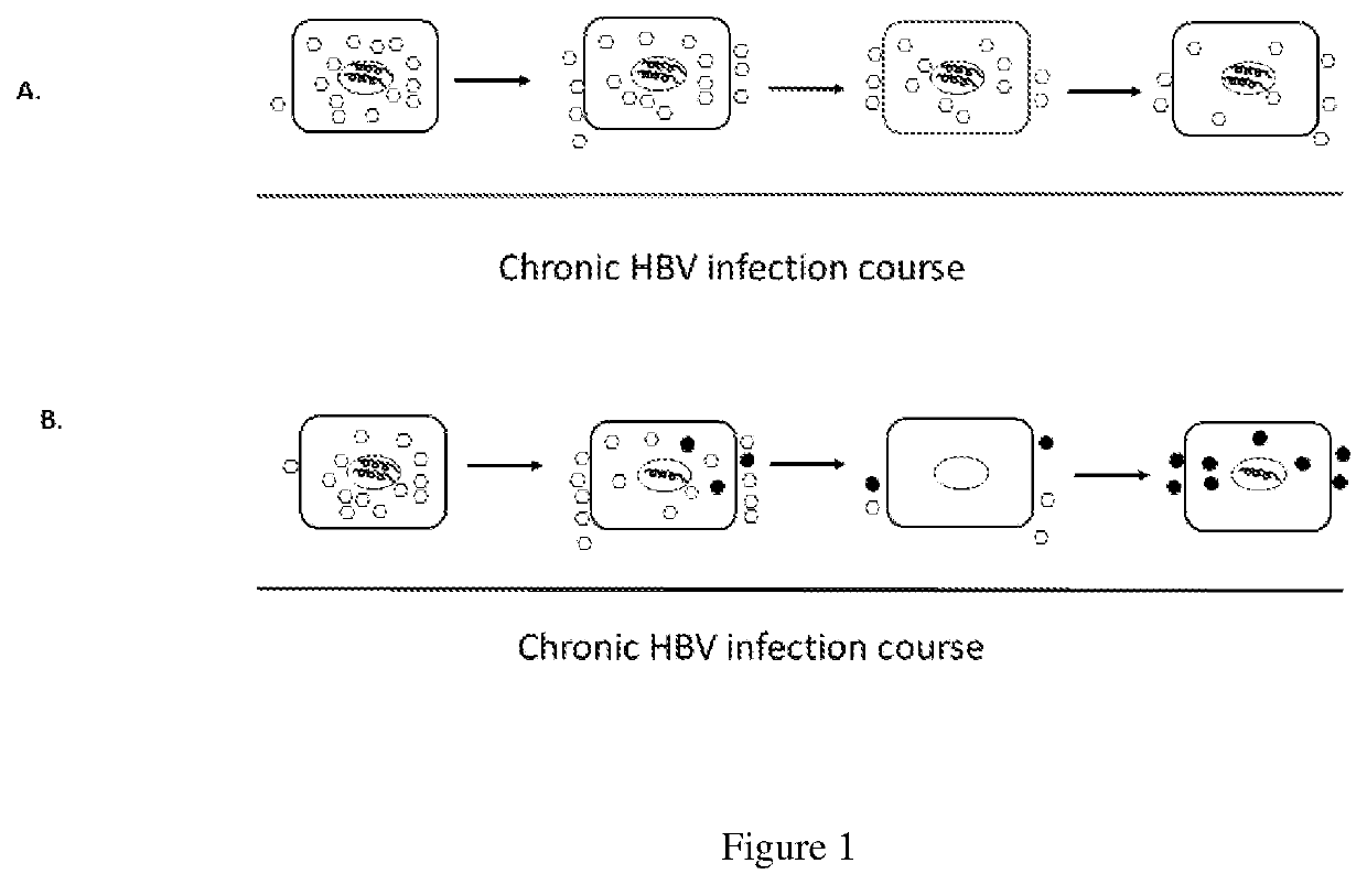 Methods of curing HBV infection and providing complete protection against HBV infection