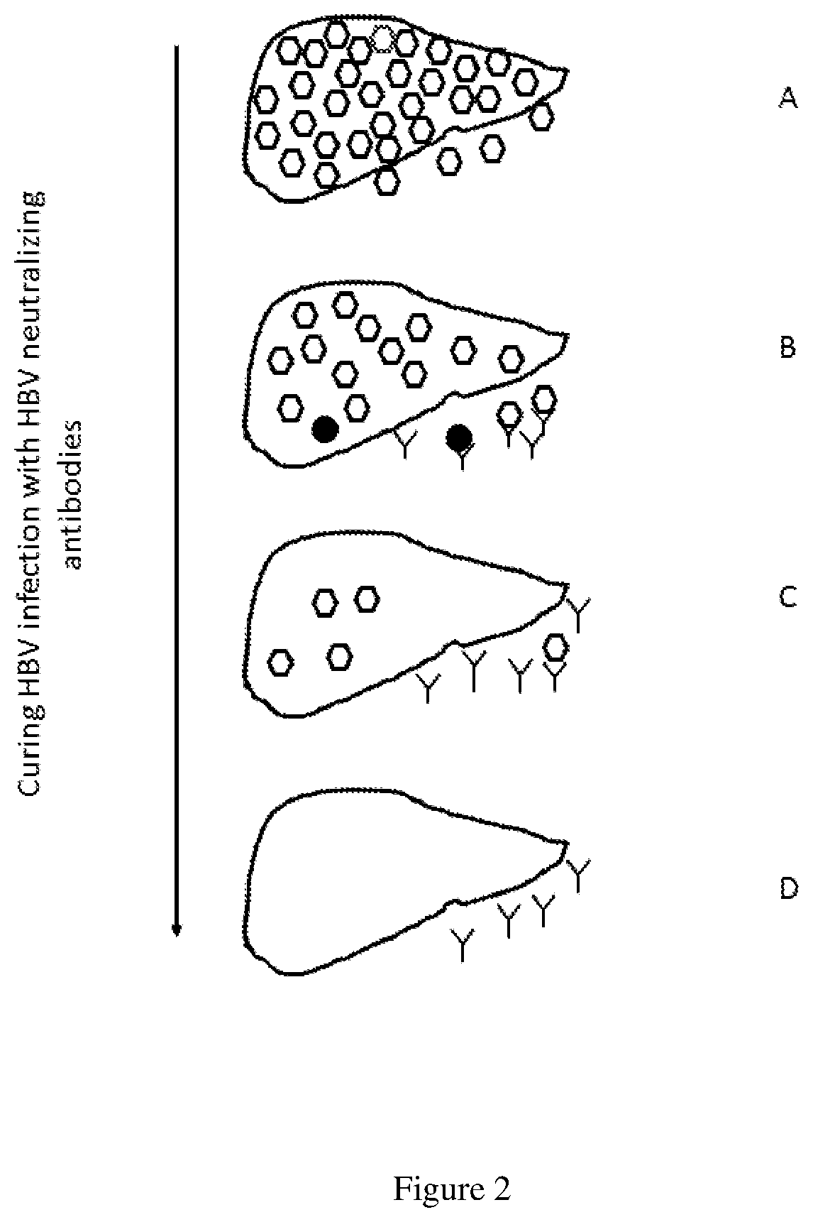 Methods of curing HBV infection and providing complete protection against HBV infection