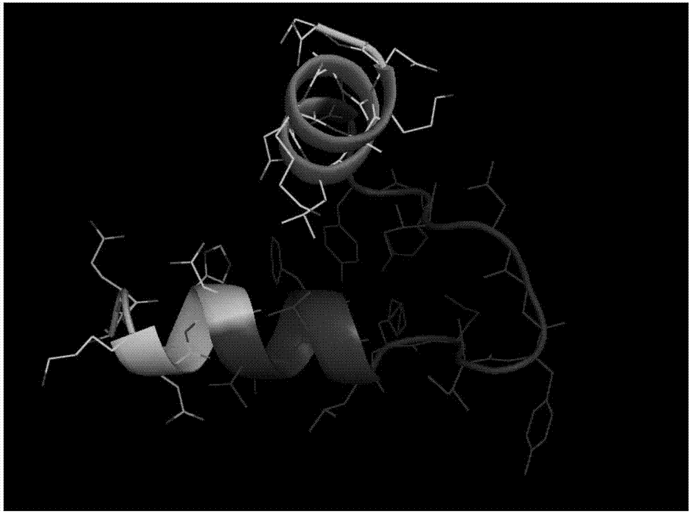 Litopenaeus vannamei haemocyanin antibacterial peptide and applications thereof