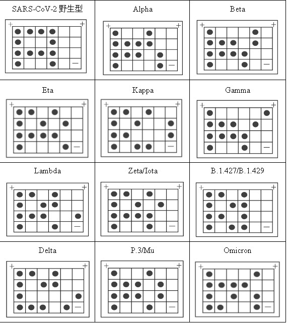 A primer probe set, detection kit and application thereof for detecting different novel coronavirus mutant strains based on multiplex PCR technology