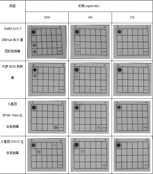 A primer probe set, detection kit and application thereof for detecting different novel coronavirus mutant strains based on multiplex PCR technology