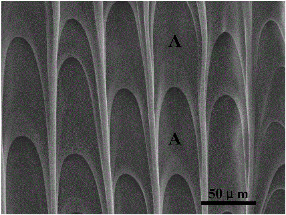 A liquid unidirectional spreading biomimetic surface texture