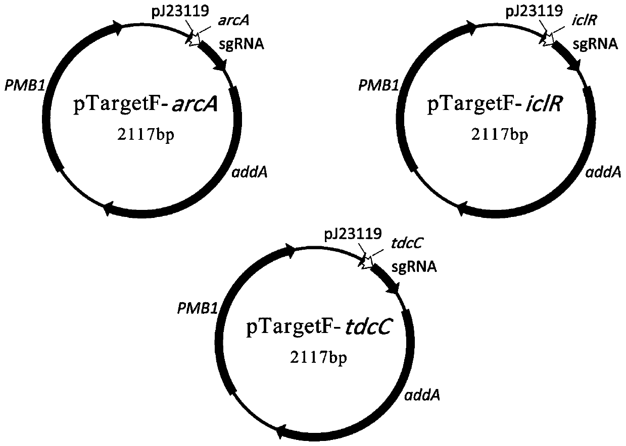 Construction method and application of high-yield L-threonine gene engineering bacterium