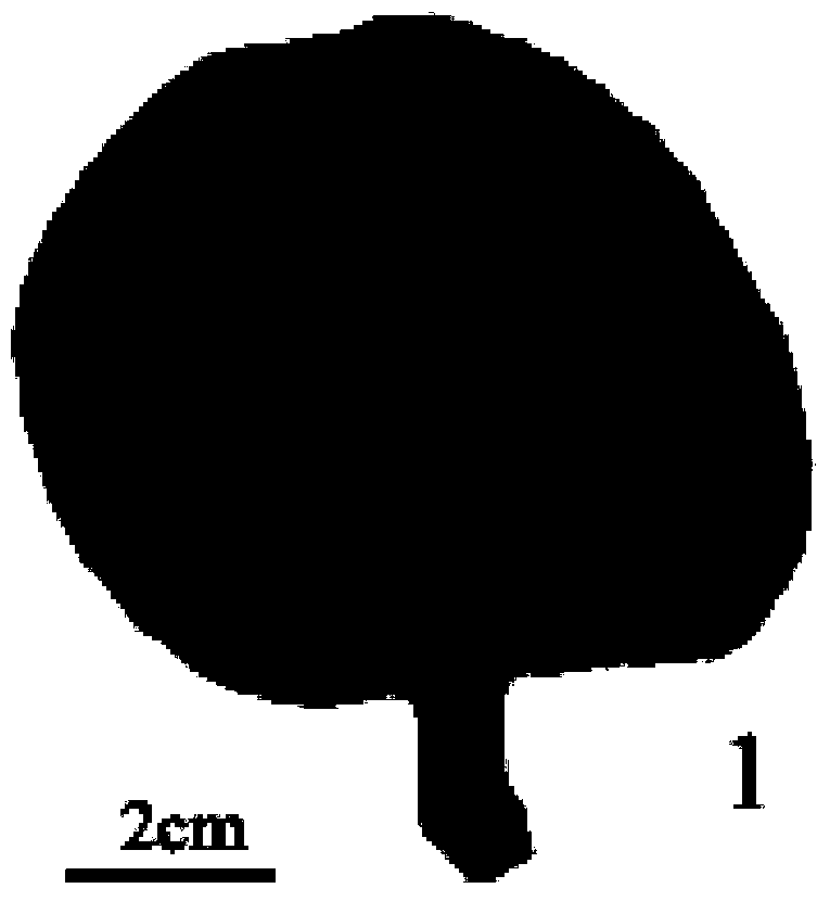 Identification method for wild oudemansiella species