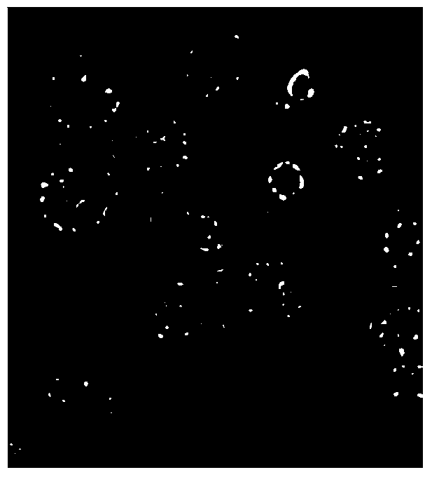 Identification method for wild oudemansiella species