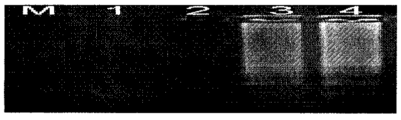 Method for rapidly detecting cow and sheep derived components