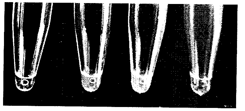 Method for rapidly detecting cow and sheep derived components