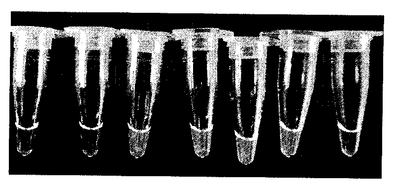 Method for rapidly detecting cow and sheep derived components