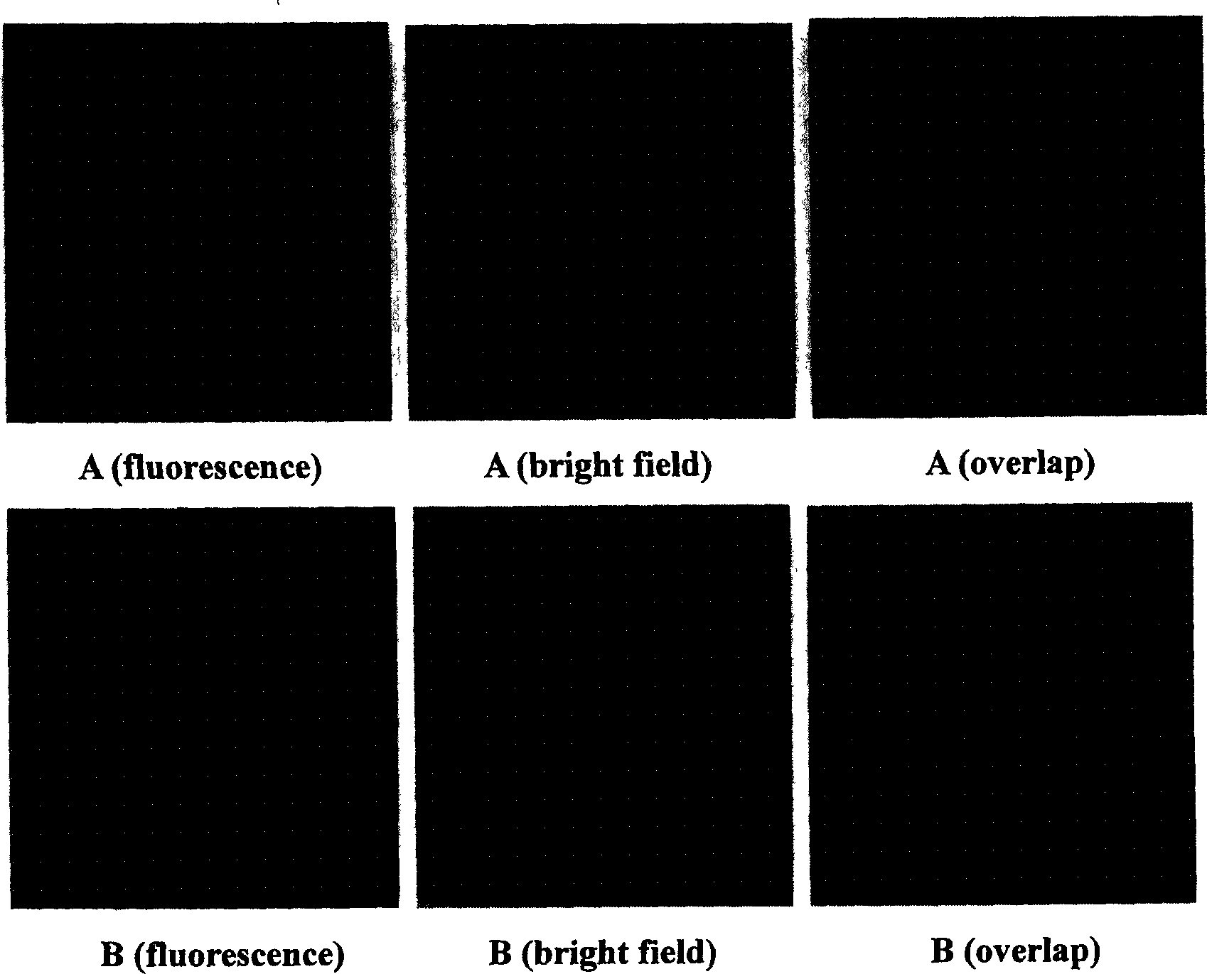 Method of stable labelling liver cancer cell