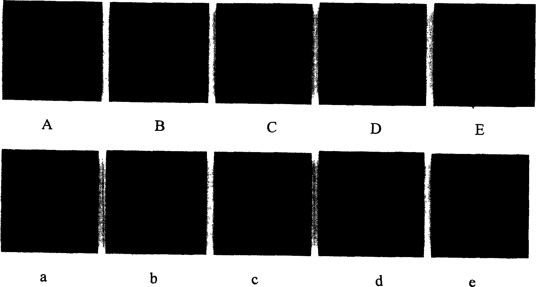 Method of stable labelling liver cancer cell