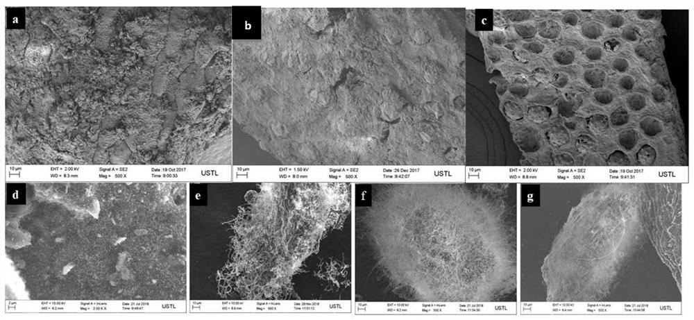 Method for preparing super-long multi-walled carbon nanotube from biomass through two-step microwave treatment