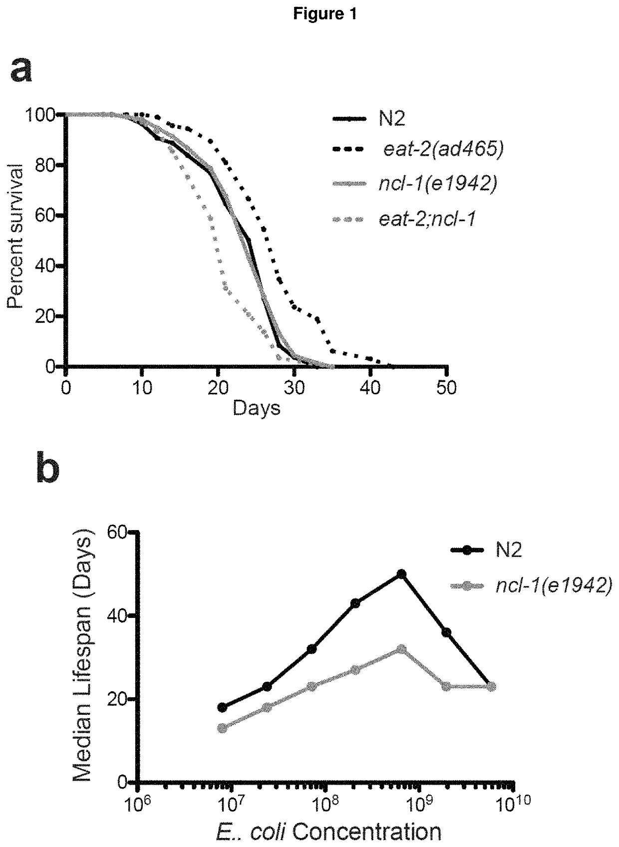 Novel biomarker of ageing