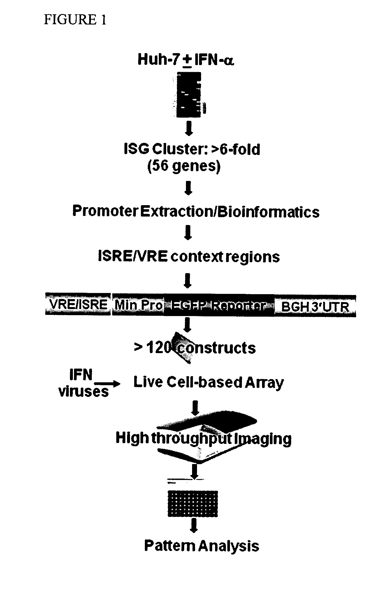 Multiple Interferon and Virus Response Element Cell-Based Fluorescence System