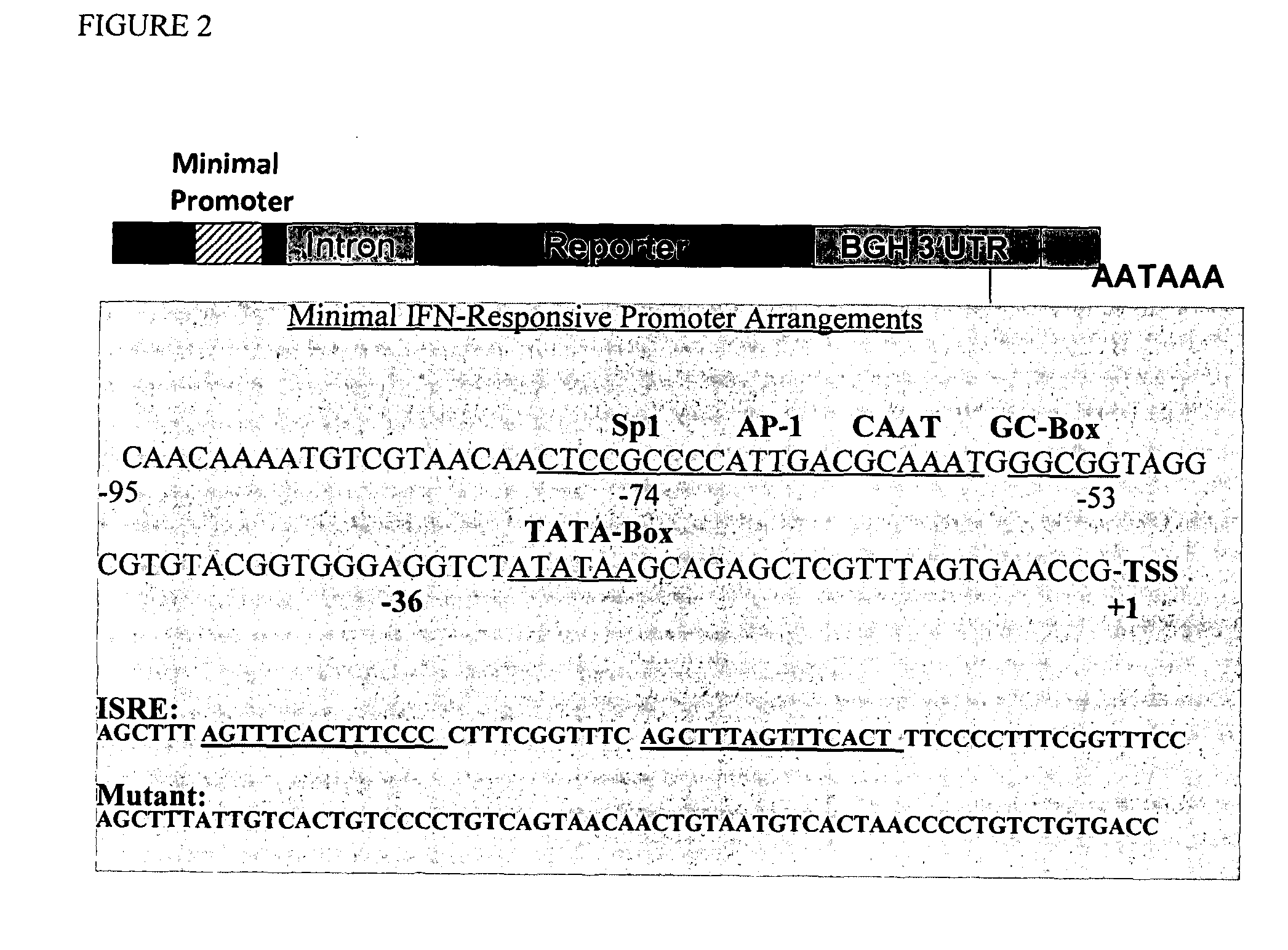 Multiple Interferon and Virus Response Element Cell-Based Fluorescence System