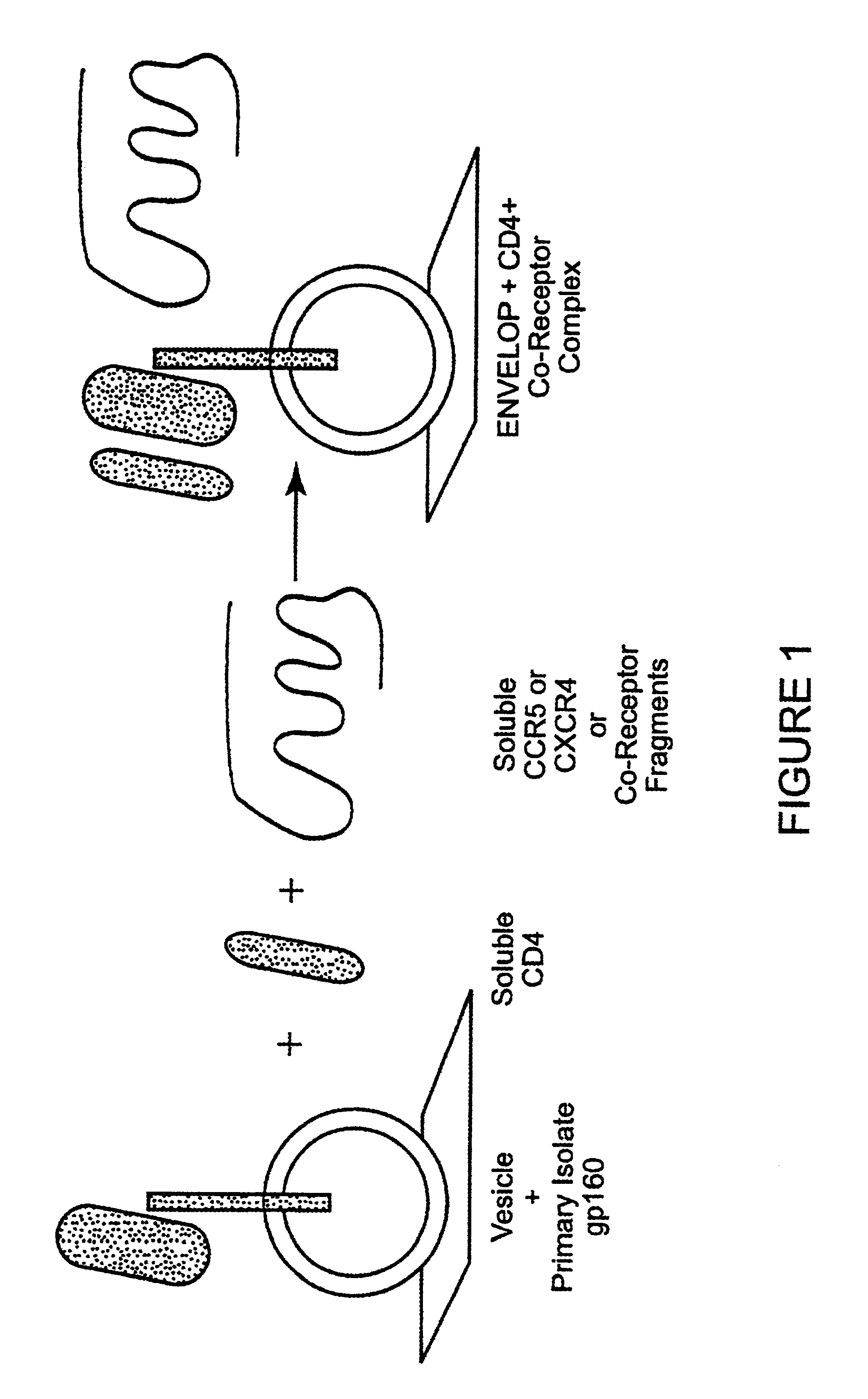 Immunogen comprising an HIV envelope protein, a ligand and H2 peptide