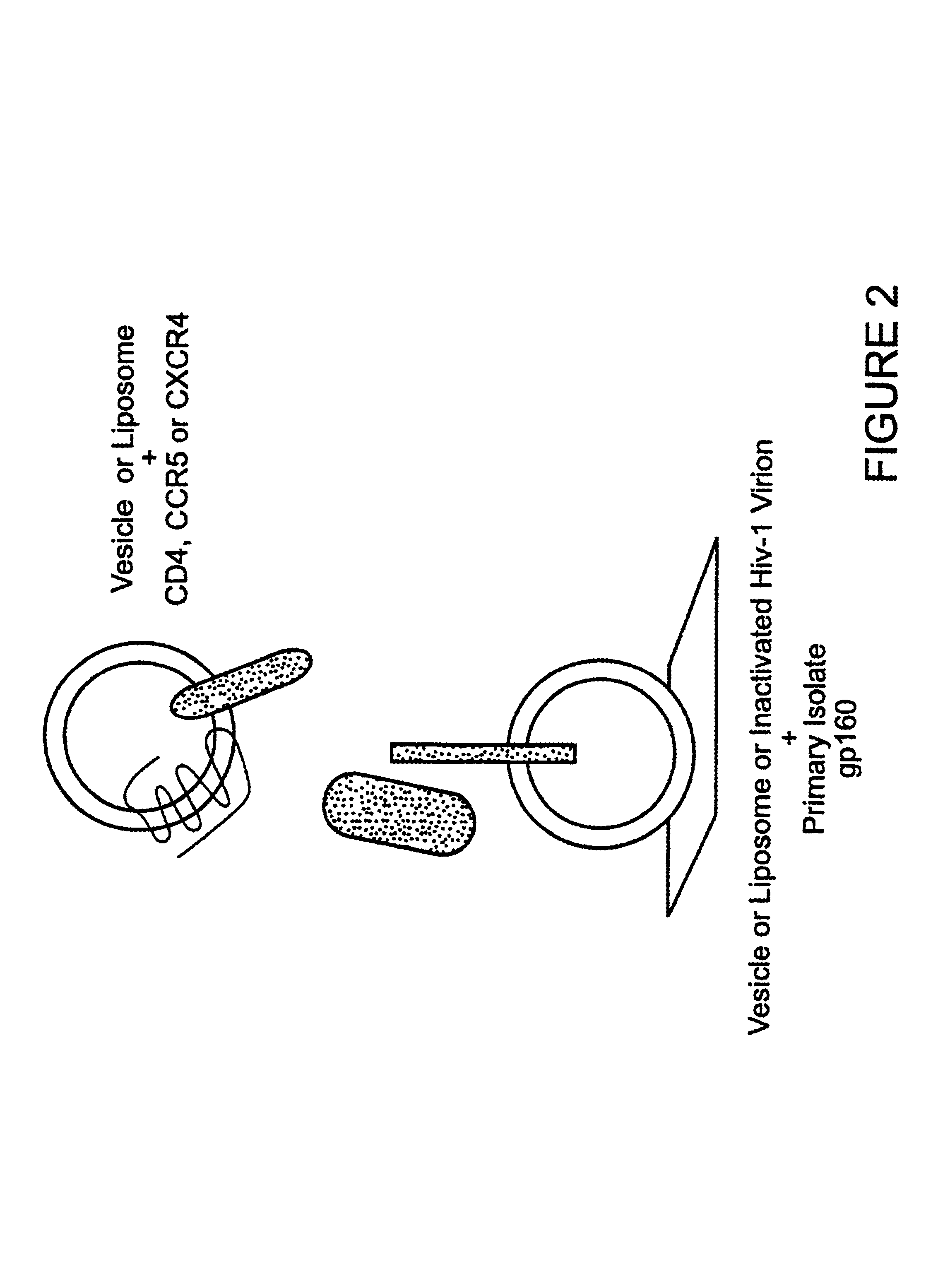 Immunogen comprising an HIV envelope protein, a ligand and H2 peptide