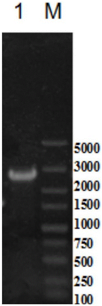 Bacillus licheniformis engineered bacterium capable of high production of poly-Gamma-glutamic acid