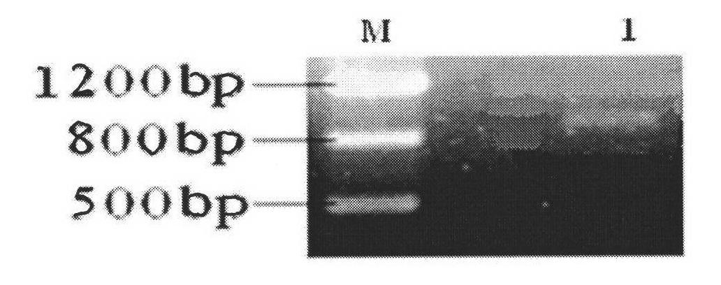 Engineering bacteria with high tolerance to acrylamide and acrylonitrile for producing nitrile hydratase and application thereof