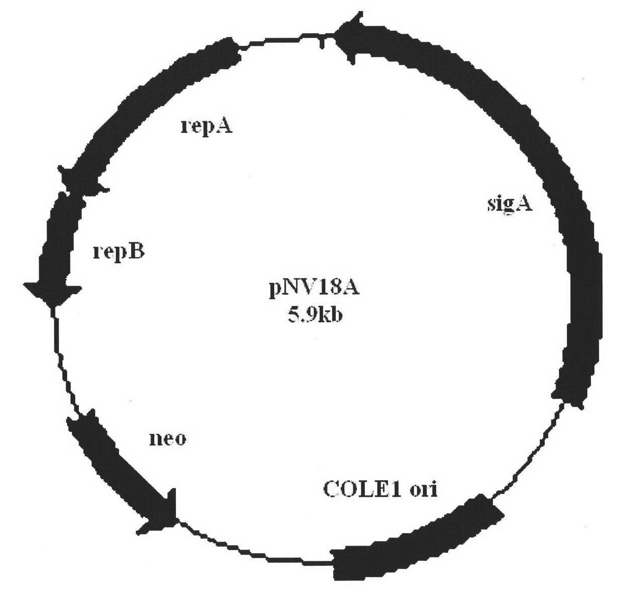 Engineering bacteria with high tolerance to acrylamide and acrylonitrile for producing nitrile hydratase and application thereof