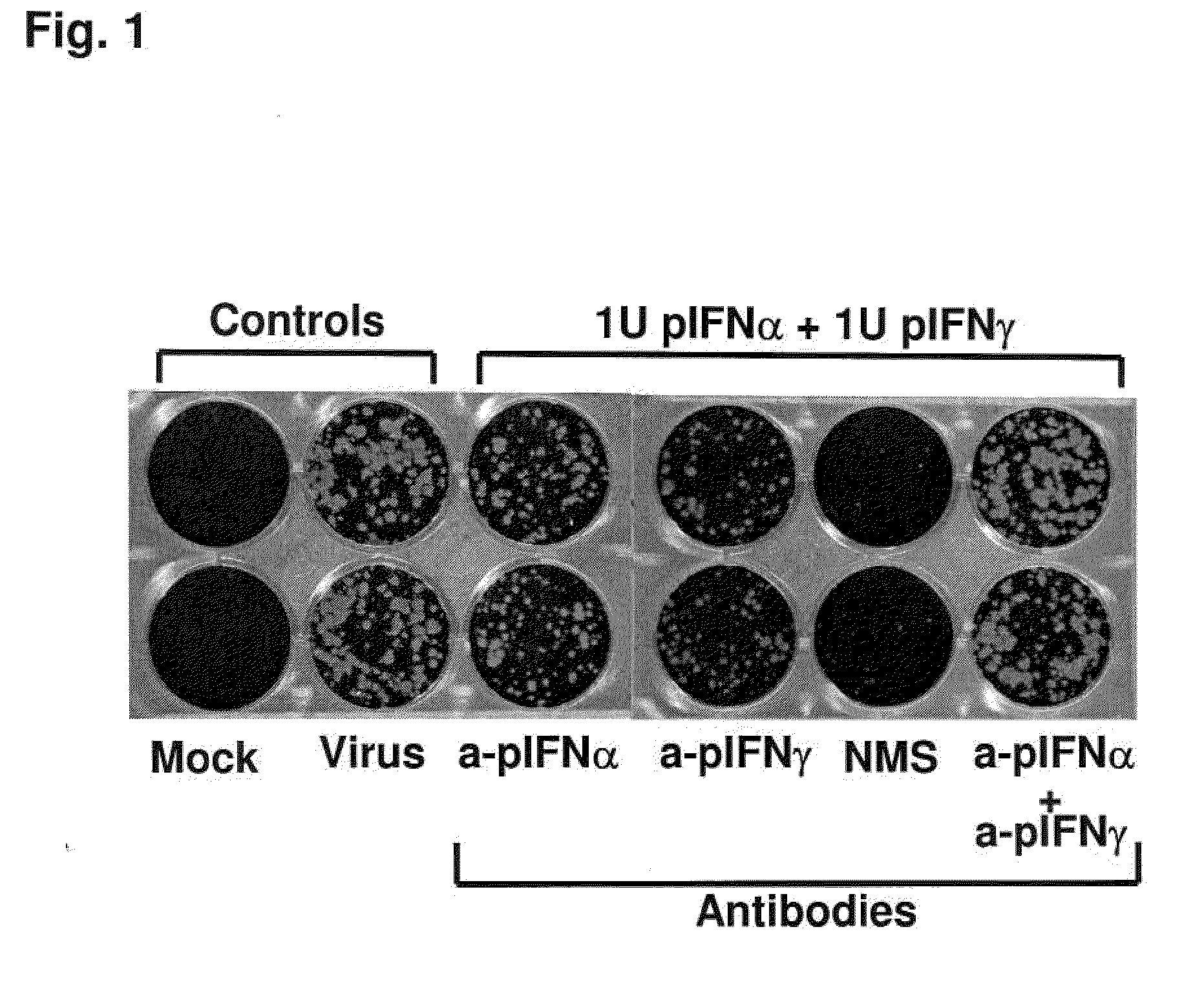 Enhanced Antiviral Activity Against Foot and Mouth Disease