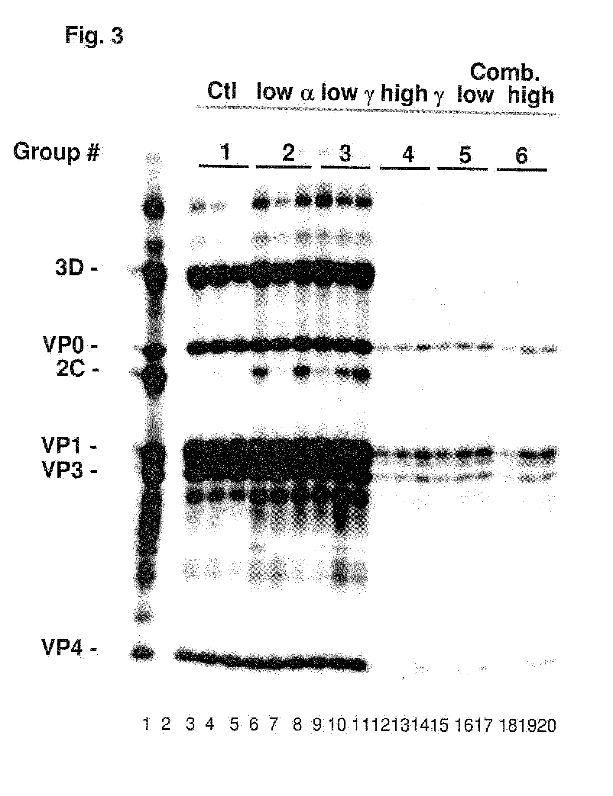 Enhanced Antiviral Activity Against Foot and Mouth Disease