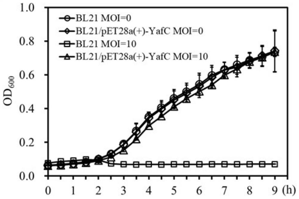 Construction and application of anti-bacteriophage escherichia coli chassis cell