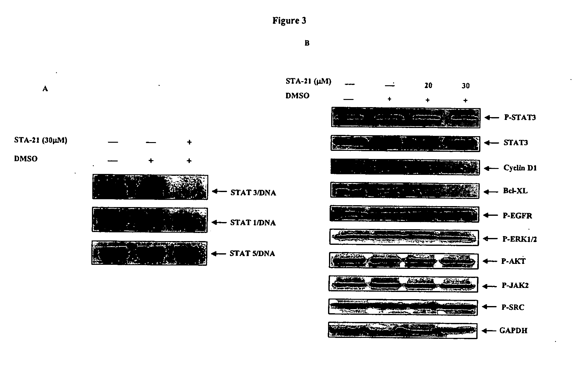 Small molecule inhibitors of STAT3 and the uses thereof